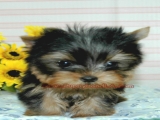 teacup yorkie